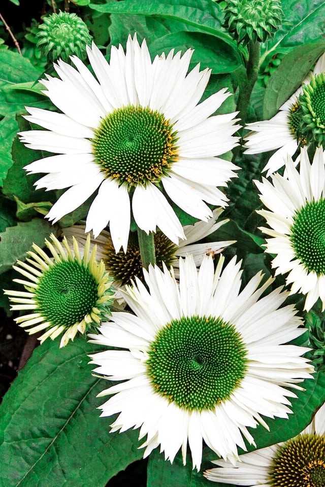 Echinacea Purpurea Virgin (Coneflower)