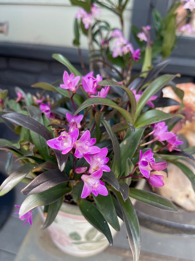 Dendrobium kingianum ‘Tunsteds Pink’ x K66 — Vintage Green Farms with Tom Piergrossi