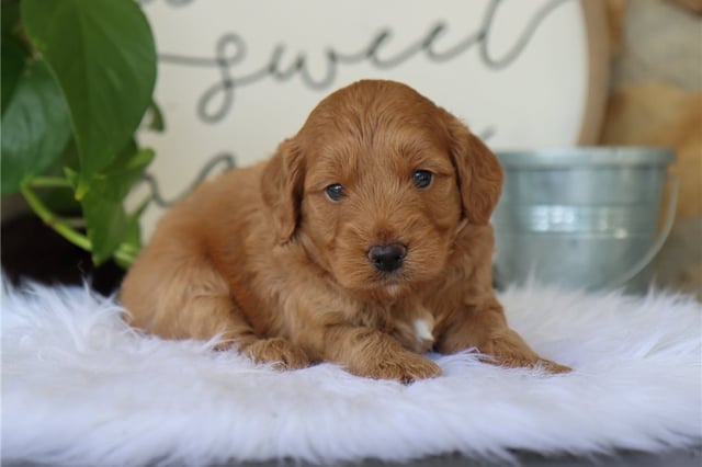 Enzo | Puppies For Sale at Pawrade