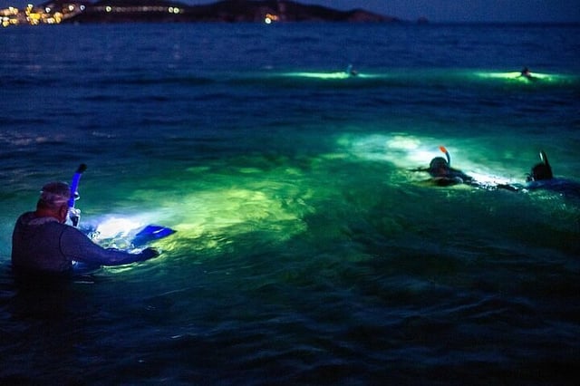 Guided Night Snorkeling in Roatan