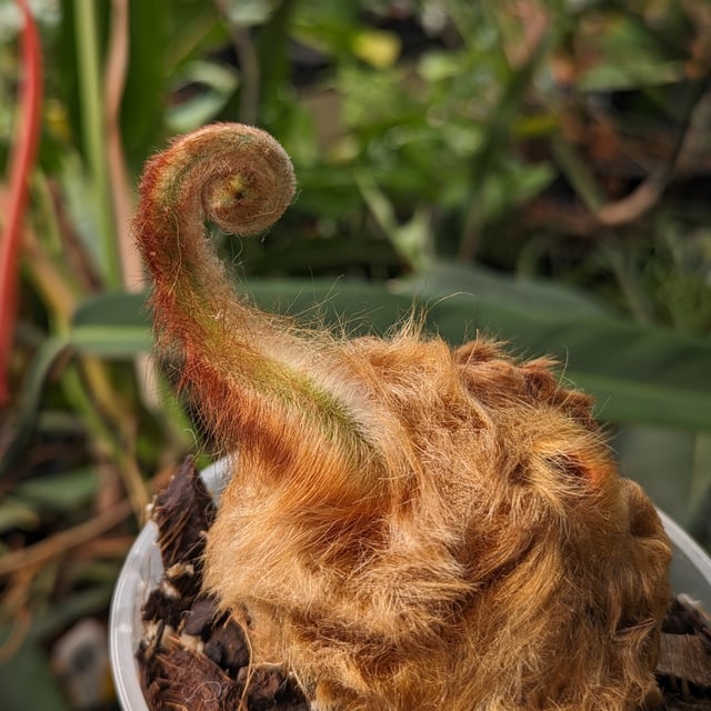 Cibotium barometz, Golden Chicken Fern, Woolly Fern