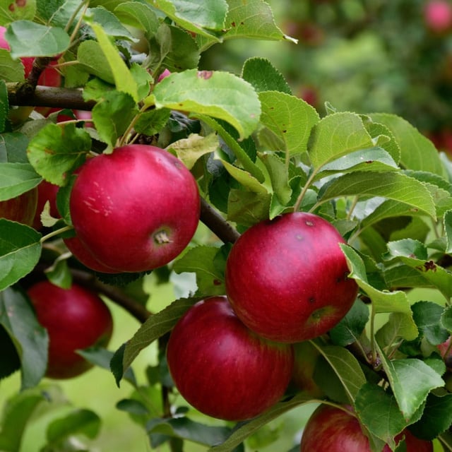 Scarlet Apple Tree