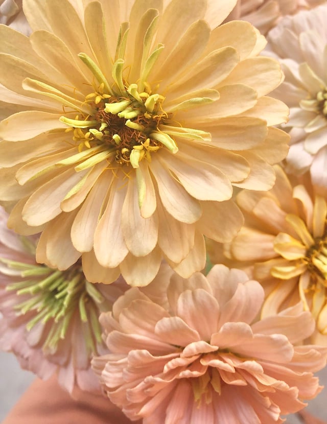 ZINNIA 'DAWN CREEK BREEDING MIX'   • 2025 Fundraiser Gift — DAWN CREEK FARM