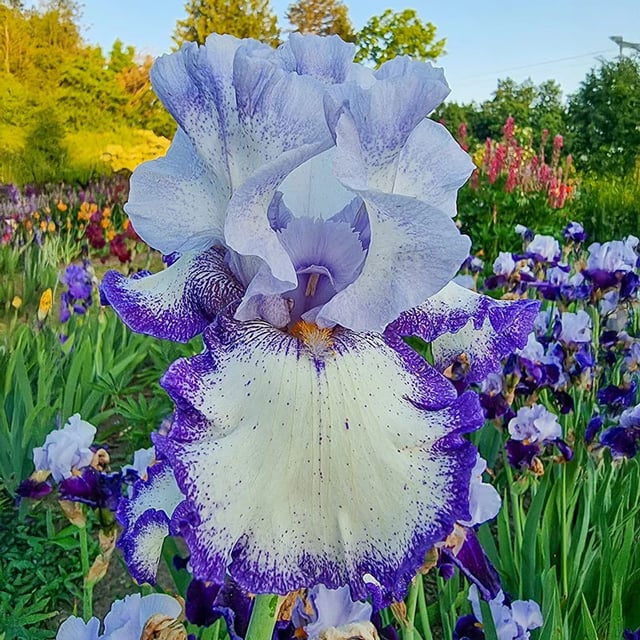 I Am Bearded Iris