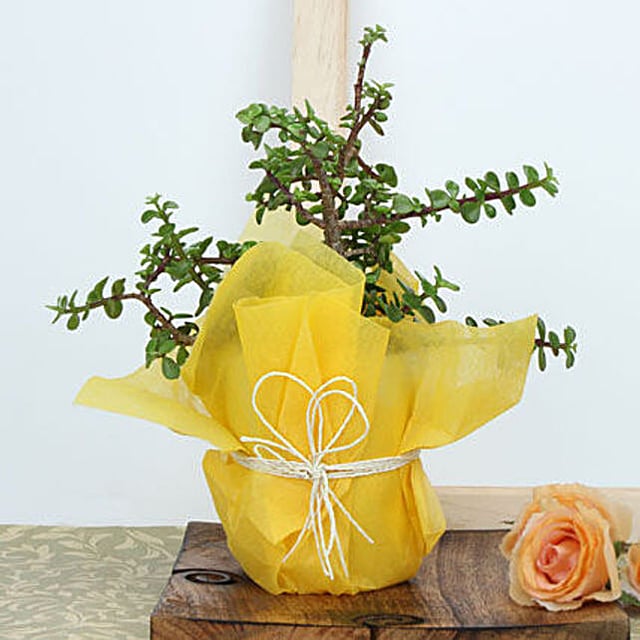 Buy/Send White Bow Jade Beauty Online- FNP