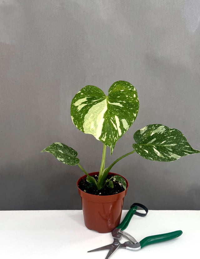Monstera Thai Constellation