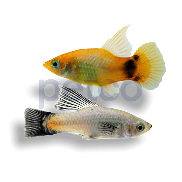 Mixed Hifin Platy (Xiphophorus maculatus)