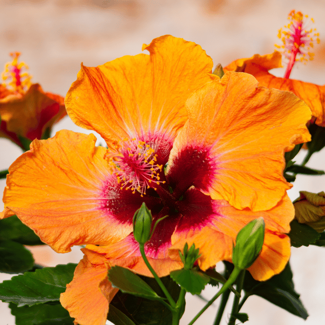 Hollywood Hibiscus™ Disco Diva™ Tropical Hibiscus