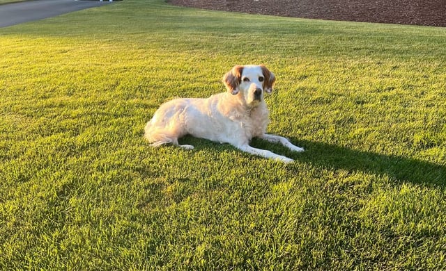 Dog walking services in Uxbridge, MA