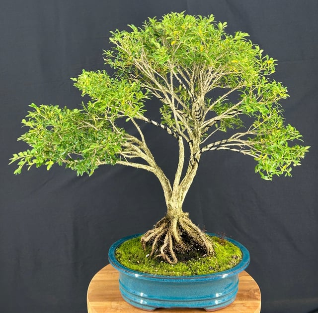 Dwarf English Boxwood Bonsai TreeExposed Roots(buxus semperuirens)