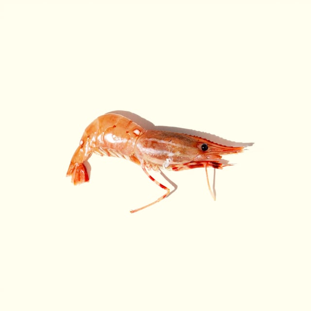 Wild-Caught Amaebi (Spot Prawn)