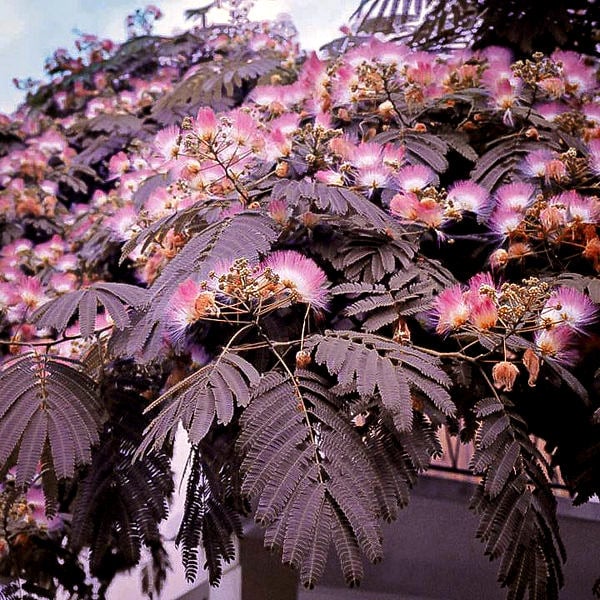 Summer Chocolate Mimosa Tree