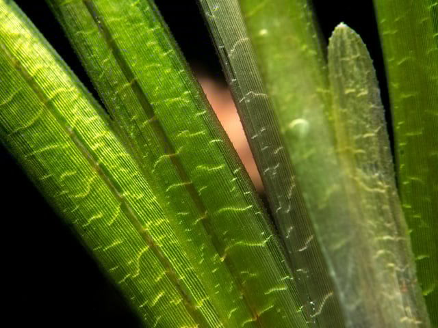 Jungle Vallisneria (Vallisneria americana), Bunch w/Lead
