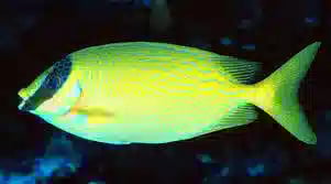 Blue Lined Rabbit Fish