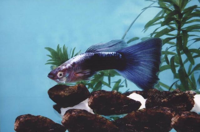 Neon Blue Tuxedo Guppy (Pair)