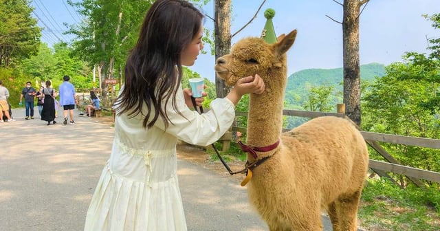 Alpaca Pasture, Nami Island, and The Garden of Morning Calm Day Tour from Seoul - Klook United Kingdom