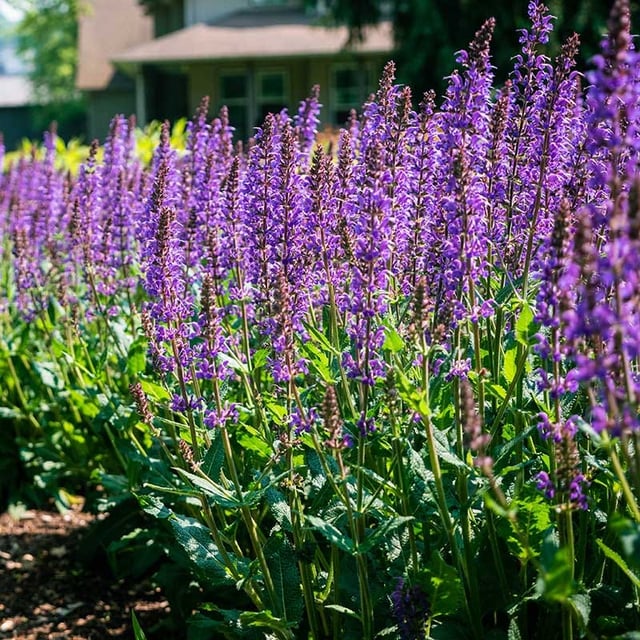Blue By You Meadow Sage