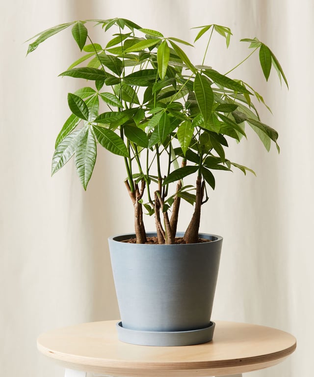 Money Tree Forest
