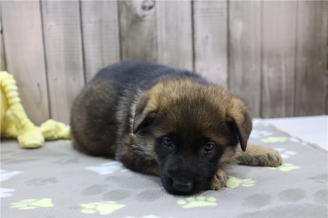 Mateo | Puppies For Sale at Pawrade