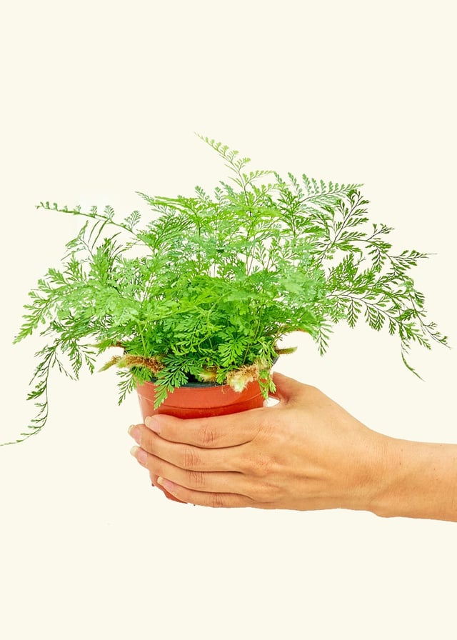Rabbit Foot Fern, Small