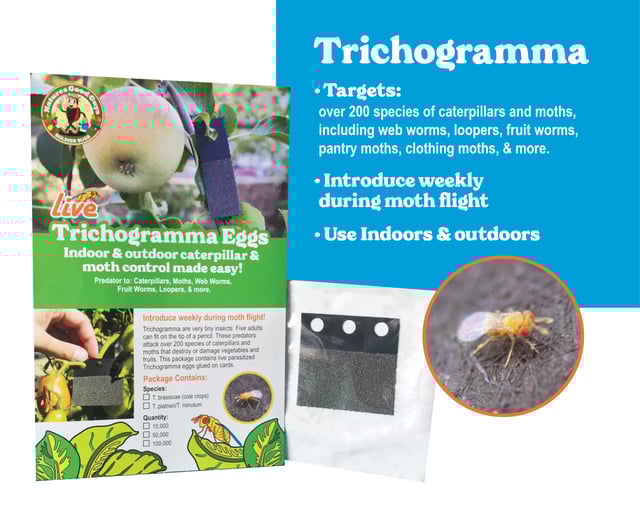 Trichogramma Eggs on Hanging Cards - Caterpillar & Moth Control