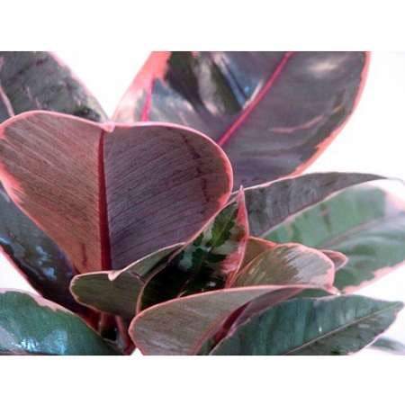 Strawberry & Cream Ruby Rubber Tree Plant - Ficus