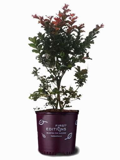 Crapemyrtle (Crape Myrtle)