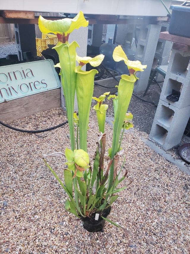 Sarracenia flava ( var rugelii 'Bob Hanrahan' x var rubricorpora "CC Old Clone" ) DG Potted