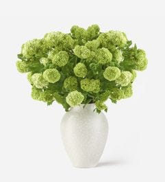 Lime Cordial Viburnum