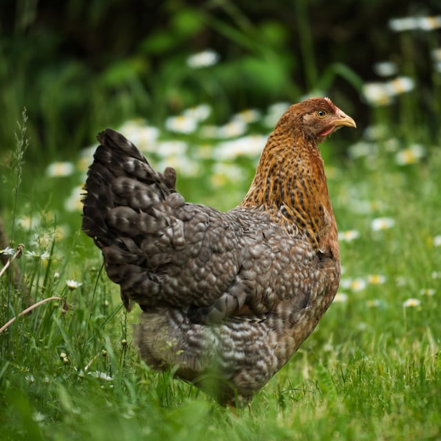 Baby Chicks: Bielefelder