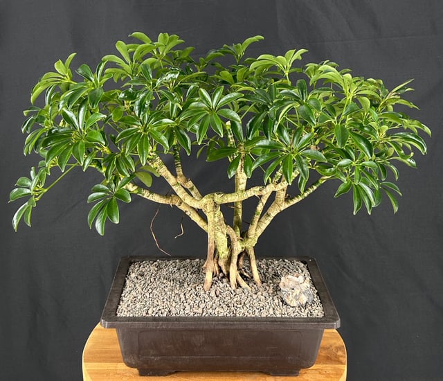 Hawaiian Umbrella Bonsai TreeExposed Roots(arboricola schefflera)