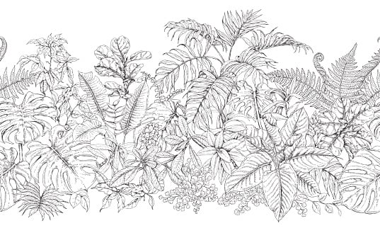 Hand drawn branches and leaves of tropical plants.Monochrome line...