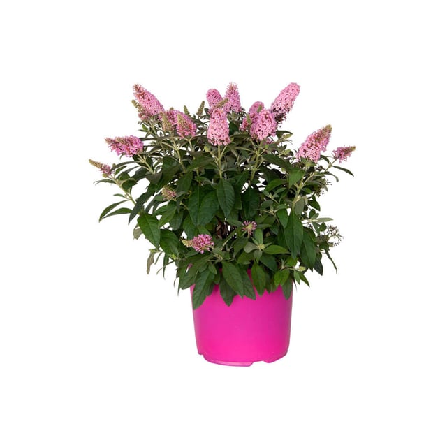 Lil' Taffy Butterfly Bush