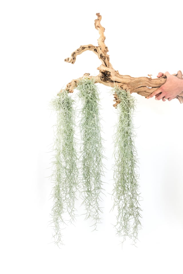 3 Tillandsia Colombia Thick Spanish Moss Large Clumps for $25
