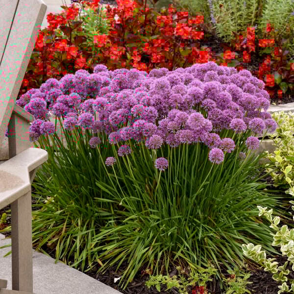 'Serendipity' Allium