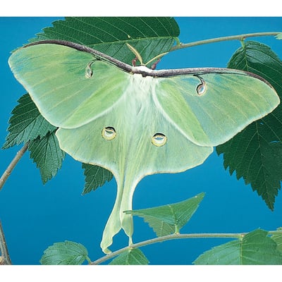 "Moth Cocoons"