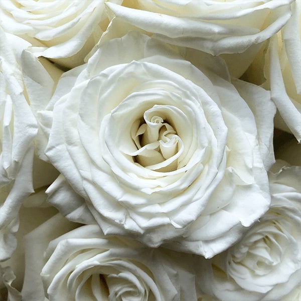 Playa Blanca Rose
