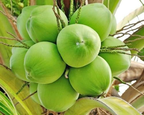 Green Coconut Palm Malayan Tree Dwarf