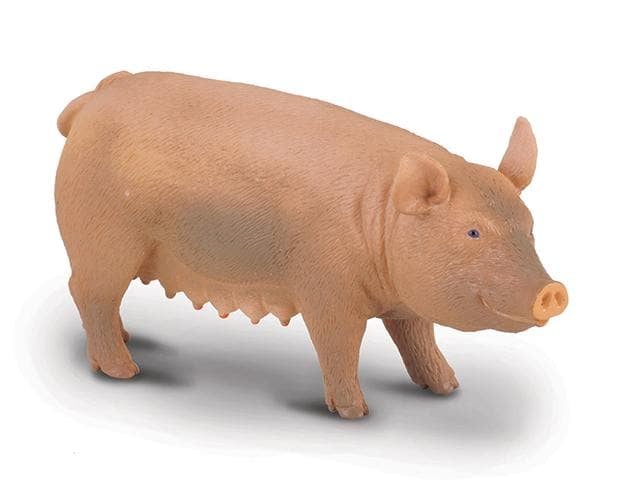 Pig | Sow