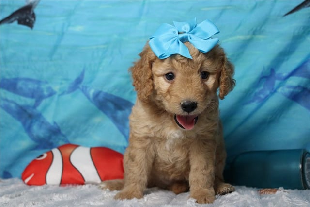 Cherry | Puppies For Sale at Pawrade