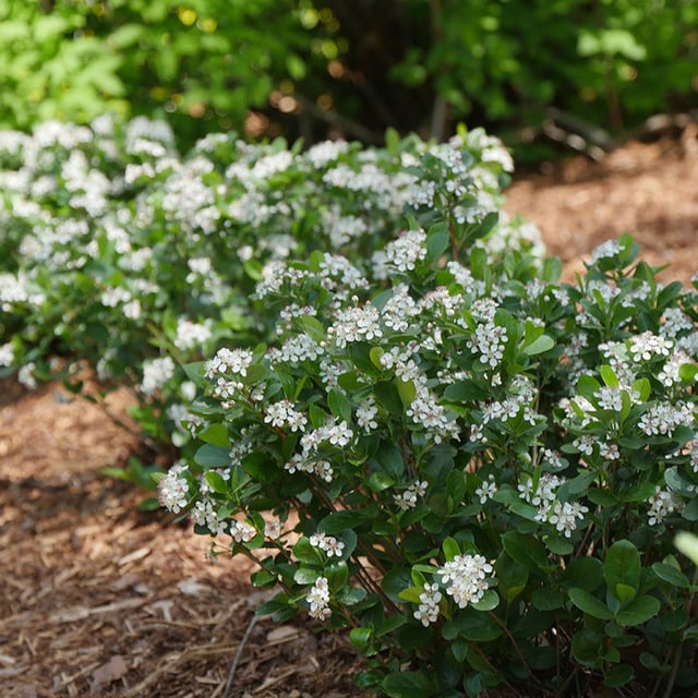Low Scape Mound® Aronia
