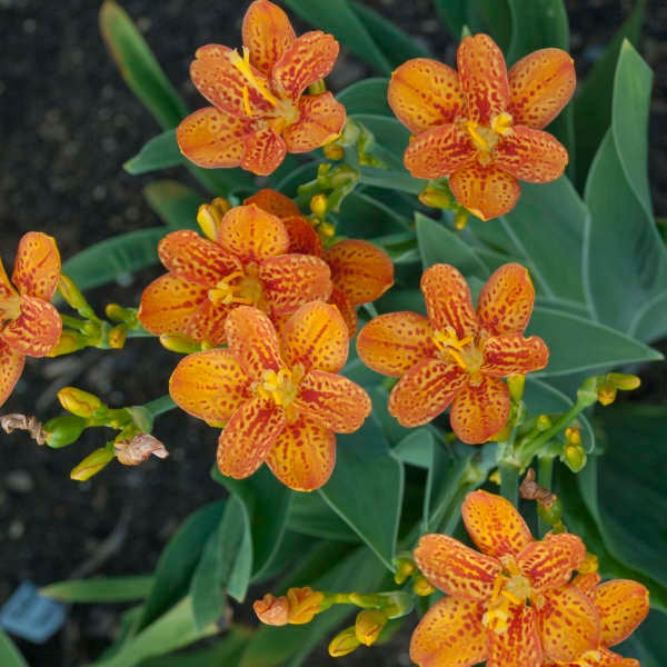'Freckle Face' Blackberry Lily (Belamcanda)