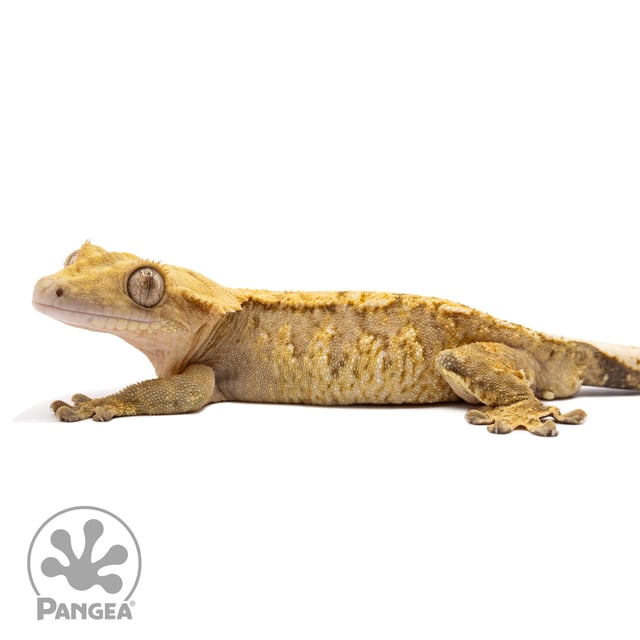 Male Brindle Crested Gecko Cr-1694