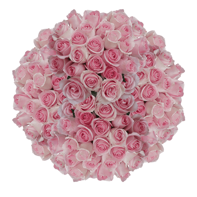Pink Roses Bulk
