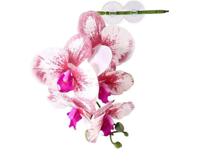 Pangea Hanging Orchid White