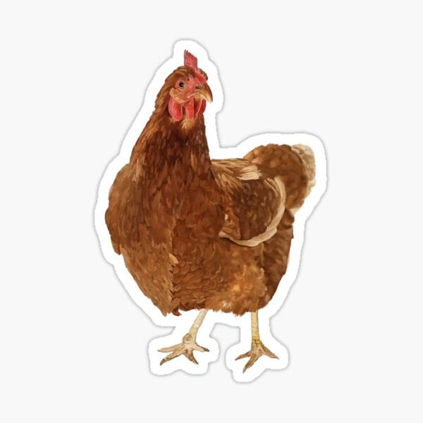 rhode island red chicken Sticker