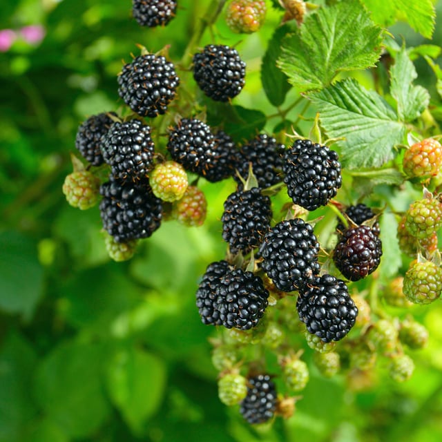 Thornless Chester Blackberry Bush