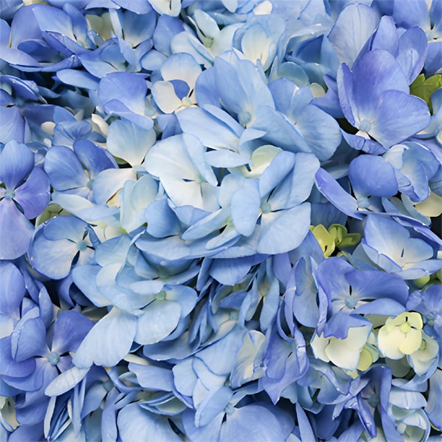 Shocking Blue Premium Hydrangea Flowers
