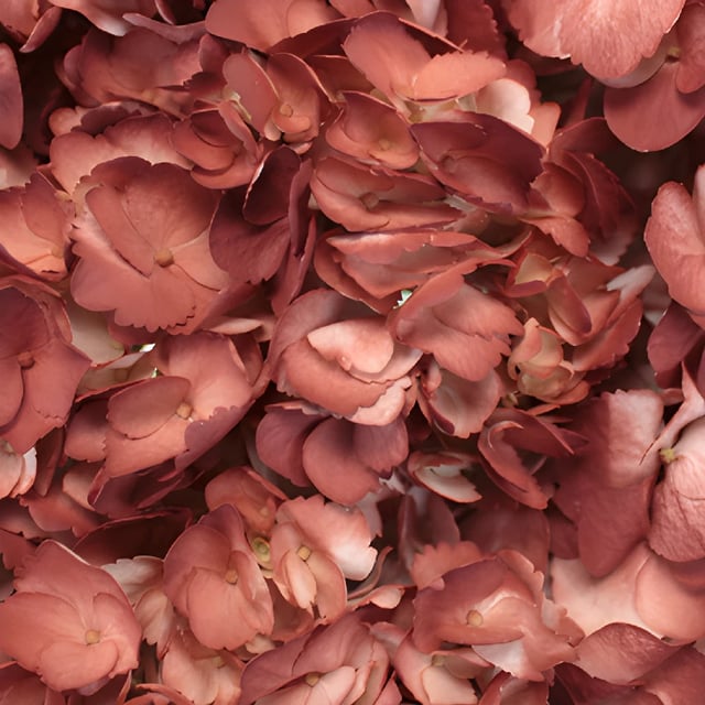 Terra Cotta Airbrushed Hydrangea Flower