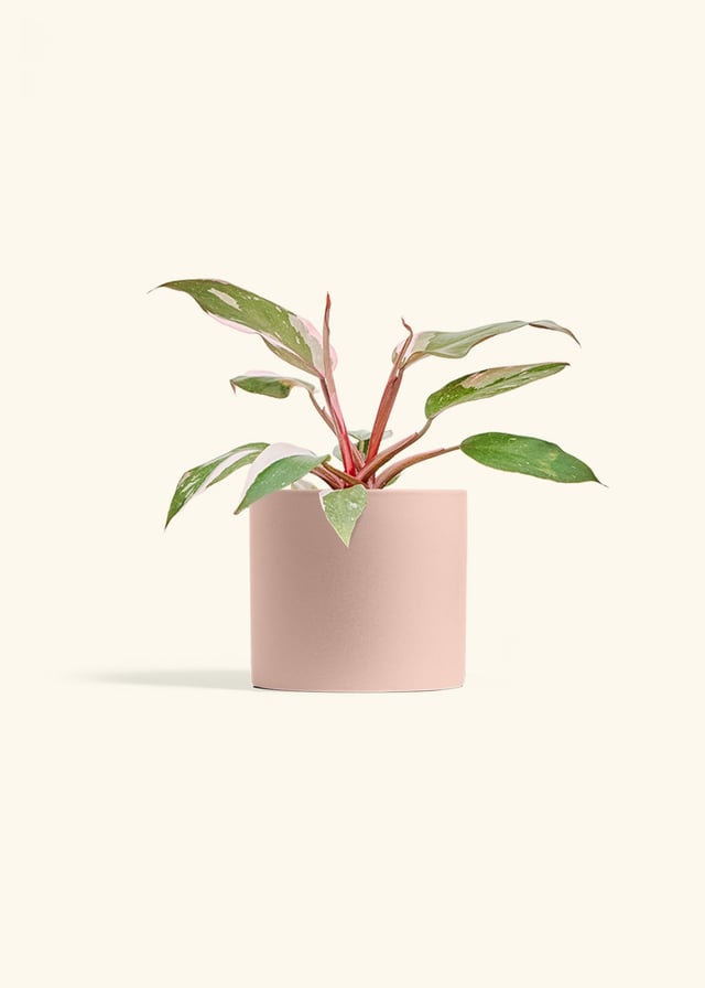 Philodendron 'Pink Princess', Medium